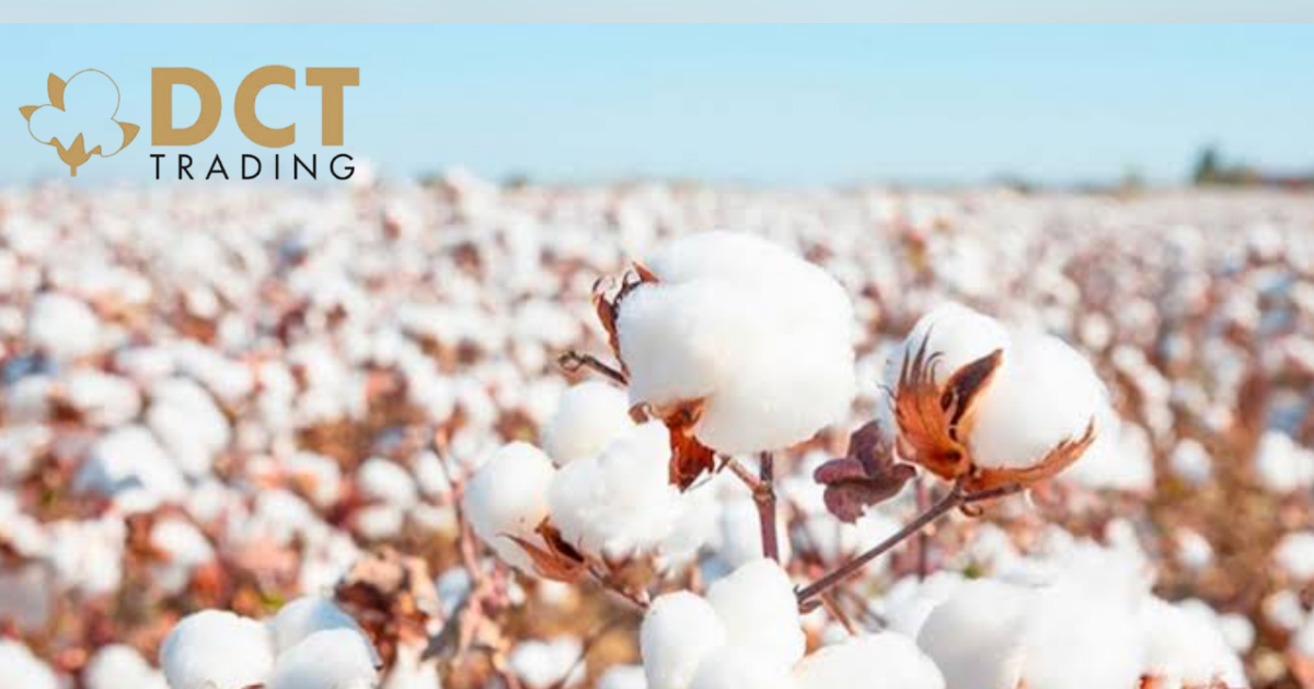 DCT Trading, Vietnam’a 559 Bin USD Tutarında Pamuk İhracatı Gerçekleştirdi